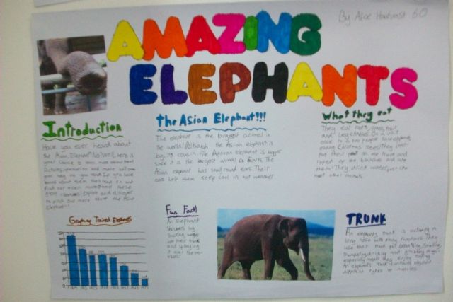 Elephants Resources For KS1 And KS2 Non Chronological Reports 