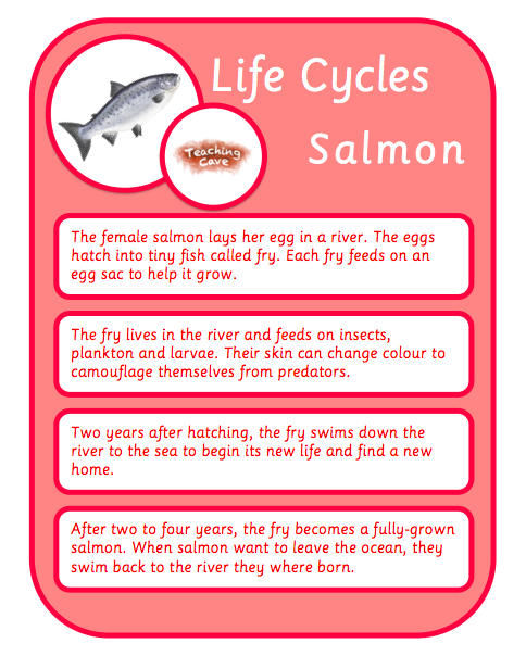 What Does Life Cycle Mean